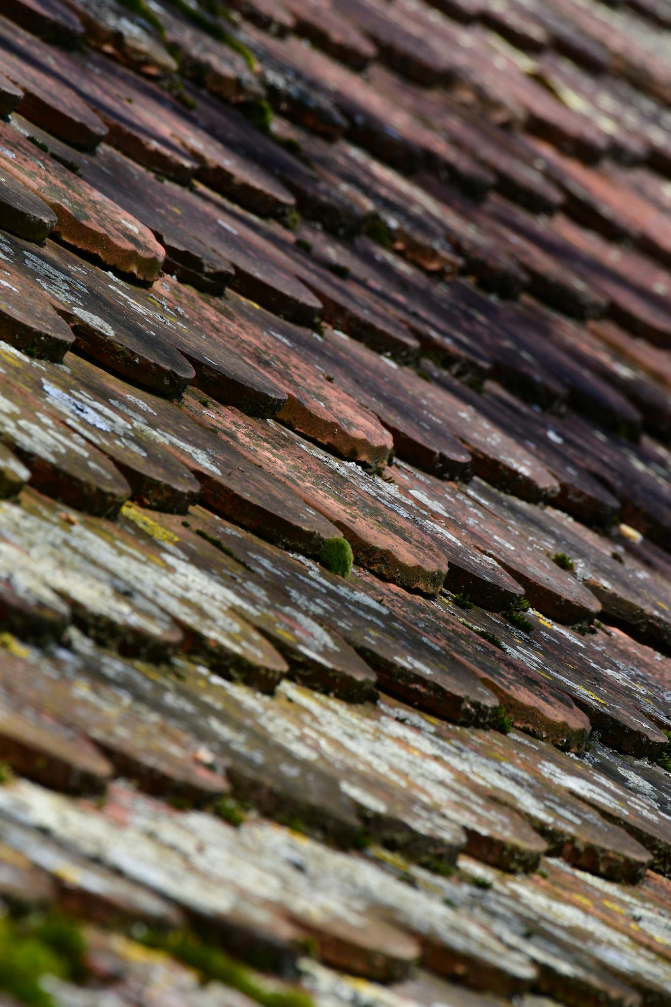 Detailed view of weathered red roof tiles covered in moss, forming a textured pattern.